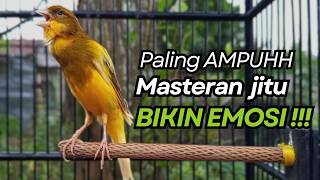 KENARI GACOR Cuit CUIT BIRAHI UNTUK PANCINGAN & MASTERAN Kenari PAUD AGAR BUNYI