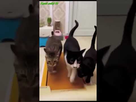 Коты занимаются тренировкой на беговой дорожке !!!