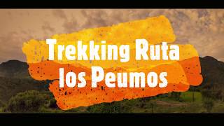 💚TREKKING RUTA LOS PEUMOS💚