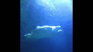 Planet Uterus - Blue Turtle