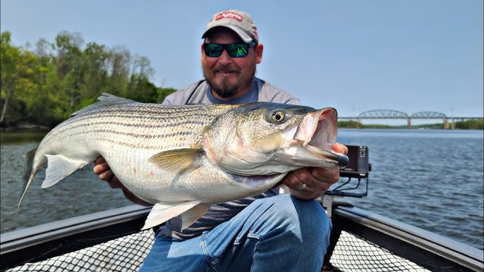 How to Bridle Live Bunker on a Circle Hook for Big Striped Bass