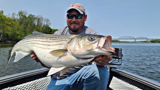 BIG Spring Striped Bass | Hudson River 4K #stripedbass #nextdriftfishing