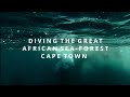 Is this the best scuba diving in cape town kelp forest diving at millers point  pyramid rock 2022