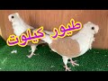 طيور كيلوت كرنكو نكرو طيور كيلوت كرنكو نكرو