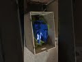 Mua bán cây cảnh và bonsai - YouTube