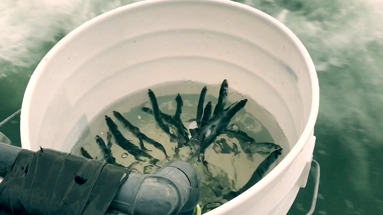 San Francisco Bay Emeryville New Huck Finn Fishing Charter Striper