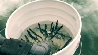 San Francisco Bay Emeryville New Huck Finn Fishing Charter Striper Halibut Rockfish Fishermans Whar