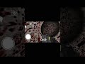Leave Me Granny And Grandpa #granny #shorts #ytshorts #trending #shortsfeed