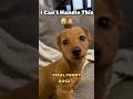 Who gave this puppy permission to be this cute?Watch until the end! 🐾❤️#puppy #puppylove #cutedog