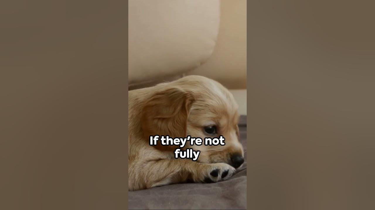 should-dogs-sleep-in-your-bed-animals-dog-animalintelligence-pets