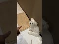 毎晩愛犬にお風呂に誘われます…#shorts