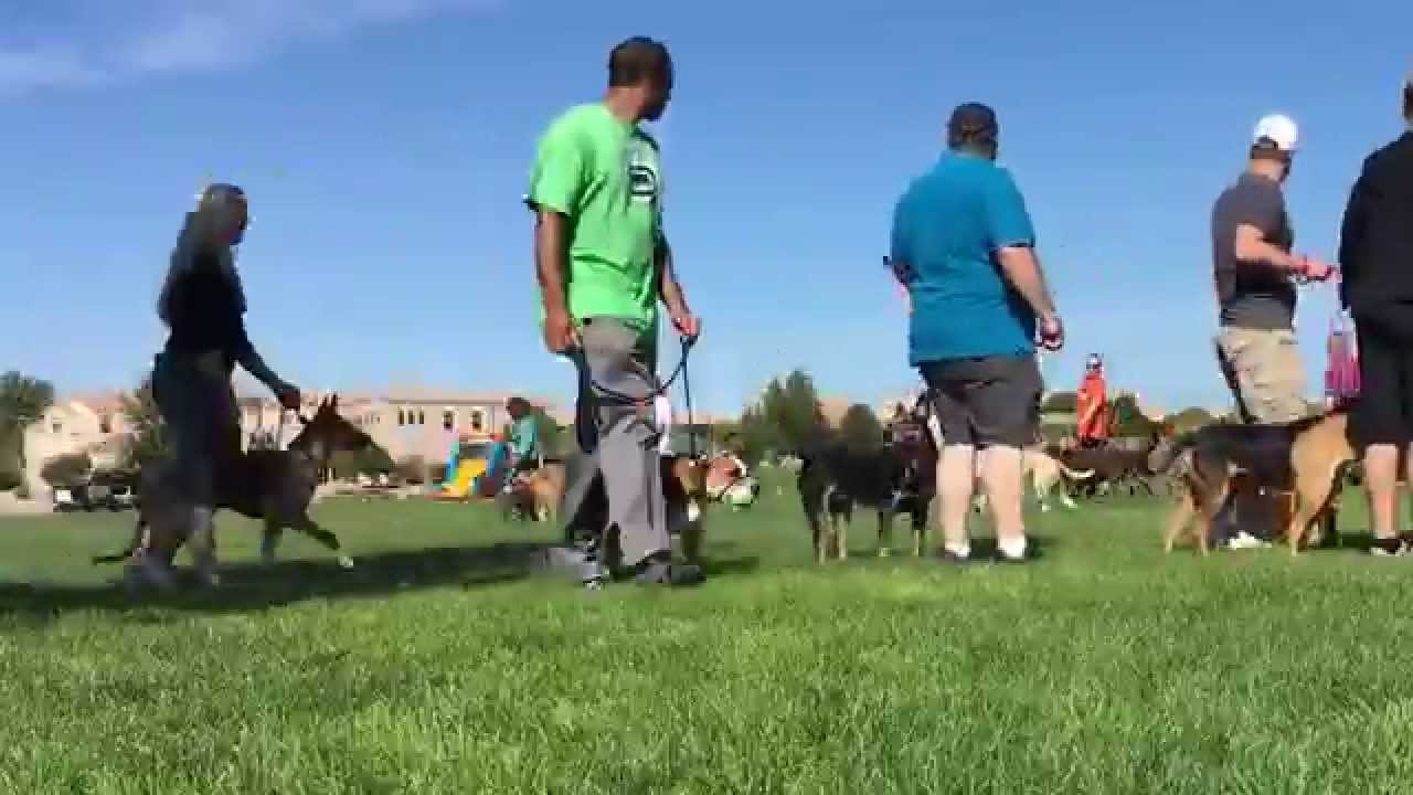 K9 Rehab Institute New Mexico Pack Walk YouTube