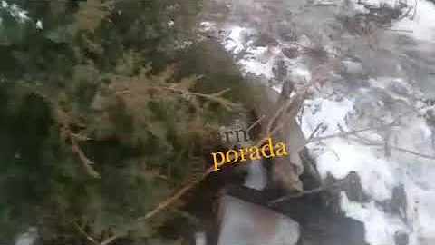 Самая быстрорастущая, красивая и пахнущая хвоя среди туй, можжевельников и сосен