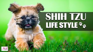 பெண்களுக்கு பிடித்த நாய்  Shih Tzu Dog Daily Routine | Puppies , Dogs | Dogs Care