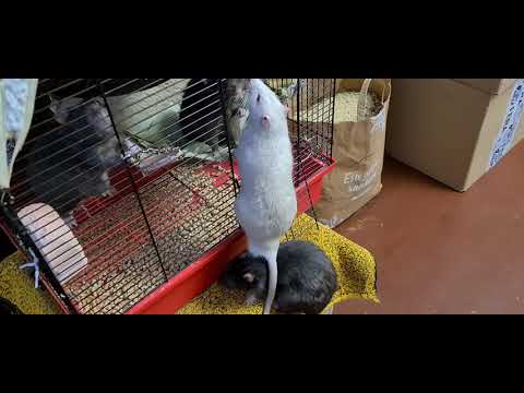 Video: Kur namuose gyvena žiurkės?