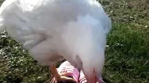 Lucia...un pollo caduto da un camion di Amadori. Video0092