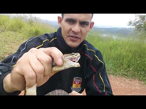 Vídeo: Como Coletar Uma Cobra