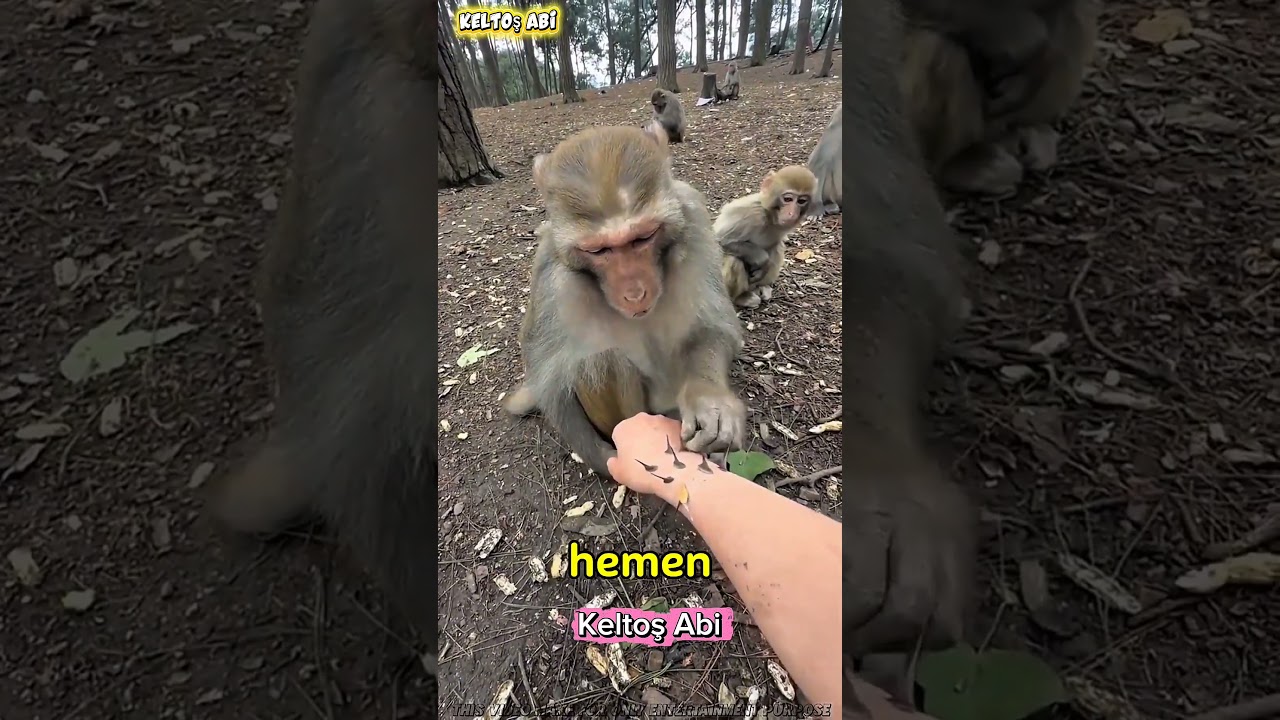 Dikenler Her Yerine Battı! Maymun Dede Yetişti 😱🐒