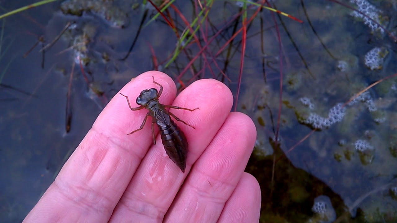 Common Hawker dragonfly larva.