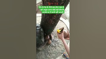 बड़ी से बड़ी बीमारी से मुक्ति पाने के लिए नीम के पेड़ के नीचे करें उपाय#upay#pradeepmishra#shiv