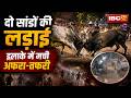 Jabalpur Bull Fight VIDEO : इंदिरा मार्केट में आवारा पशुओं का आतंक | आधे घंटे तक भिड़े 2 सांड