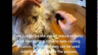 Komondor Maintenance Grooming