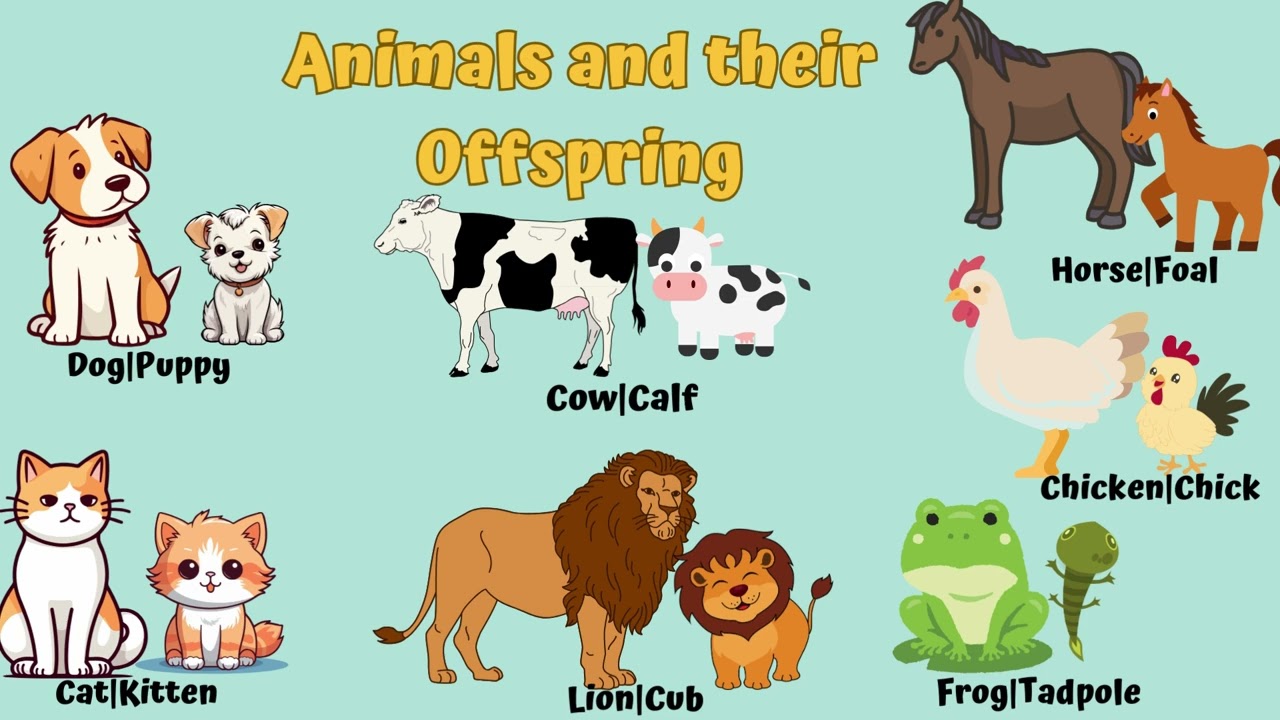 Animals And Their Offspring