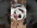 Can a Dog Eat Shrimp?