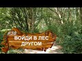 Релакс-видео. Войди в лес другом. Прогулка по лесу. Кругленький лес. Парк победы. Ставрополь