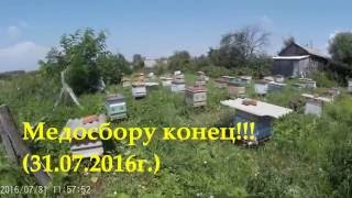 Медосбору конец!!! (31.07.2016г.)