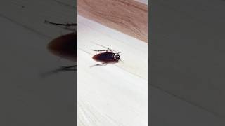 Cockorach video #cockroach #insects #viral #video