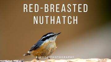 Red-breasted Nuthatch