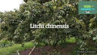 Litchi chinensis,fruta deliciosa y exotica, de clima templados