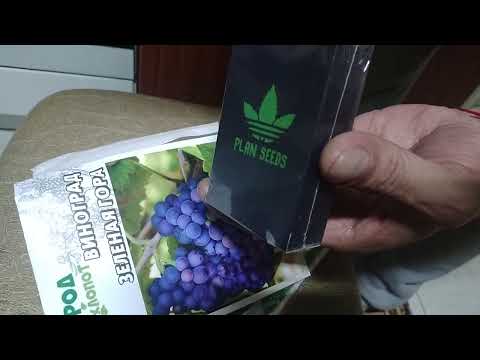 Распаковка семян каннабиса Afghan original от PLAN SEEDS