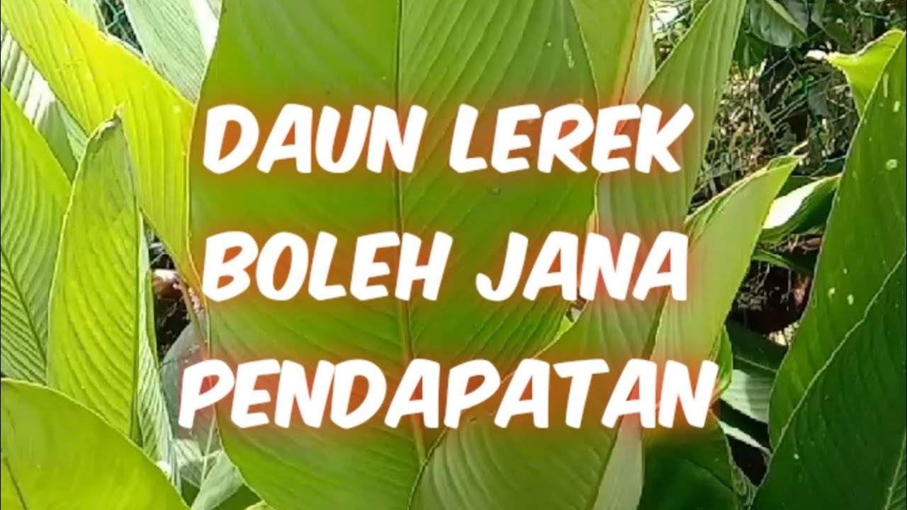 Daun Lerek boleh jana pendapatan - YouTube