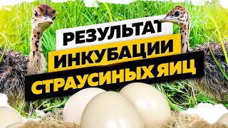 РЕЗУЛЬТАТ ИНКУБАЦИИ СТРАУСИНЫХ ЯИЦ. О ТРУДНОСТЯХ | RESULT OF OSTRICH EGGS INCUBATION