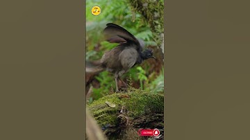 Here’s the answer to a common question about lyrebird’s unique songs 🎵