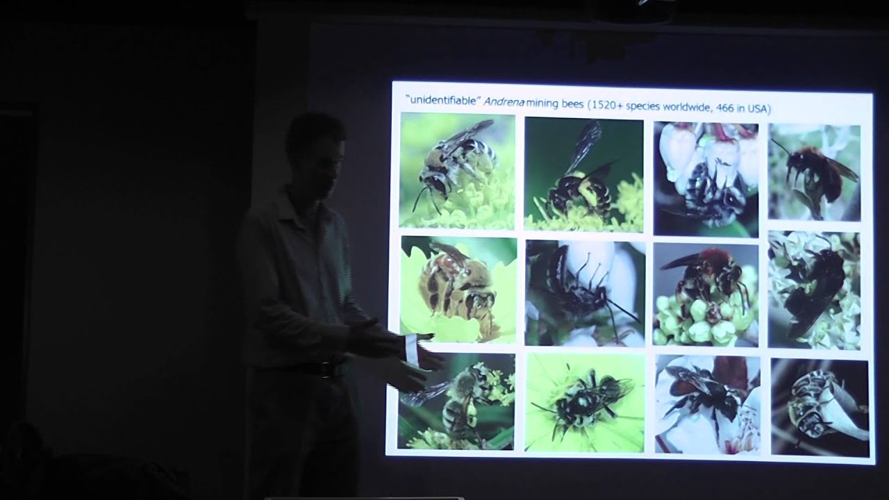 Discovering Bee Diversity with Dr John Ascher
