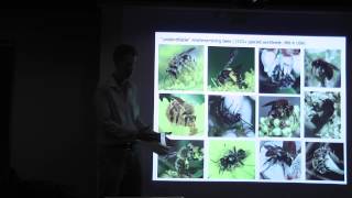 Discovering Bee Diversity with Dr John Ascher Wealth