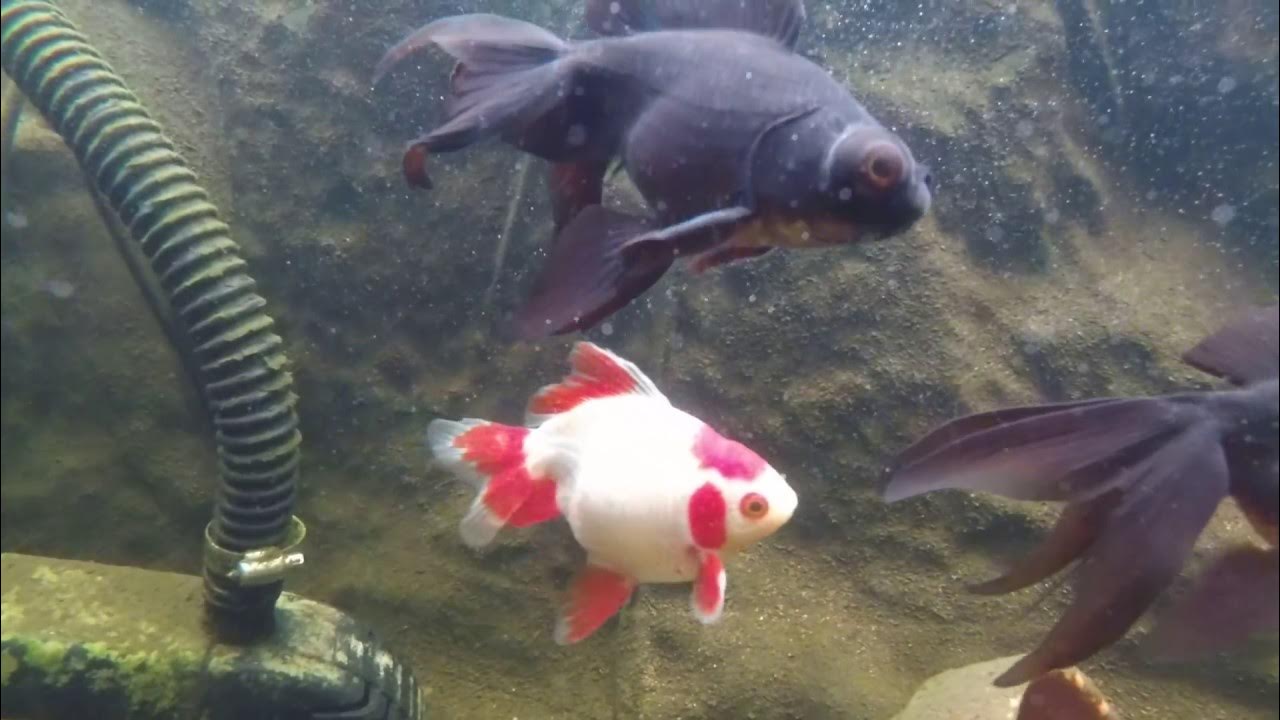 poissons voiles de chine en bassin en hiver - YouTube