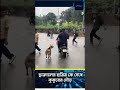 ছাত্র দেলের হামিম কে দেখে কুকুরের দৌড় #new #news #infostream #বাংলাদেশ