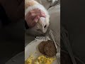 It S Just Like A Bandit 