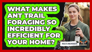 What Makes Ant Trail Foraging So Incredibly Efficient For Your Home? - Insects and Invaders