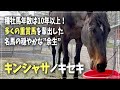 【キンシャサノキセキ】初めての放牧展示で大人気の元種牡馬♪