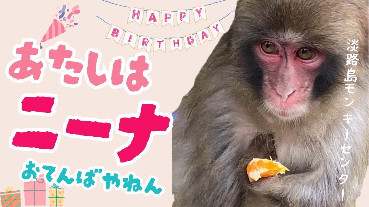 あたしはニーナ。おてんばやねん。可愛いニホンザルの女の子【淡路島モンキーセンター】兵庫県洲本市