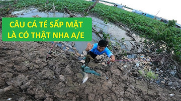 CÂU CÁ TRONG ĐÁM LỤC BÌNH Ở MIỀN TÂY BẰNG MỒI TRÙNG KHỔNG LỒ