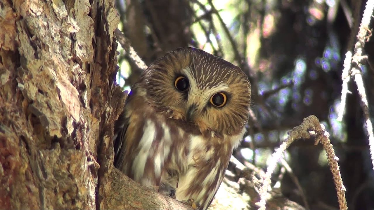 Northern Saw-Whet Owl by ktbirding.com 