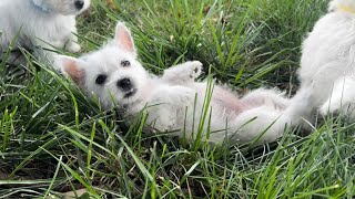 West Highland White Terrier - 7 Weeks Old by K&MPawTails 320 views 9 months ago 2 minutes, 49 seconds