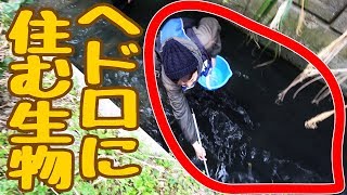 水路にいる生物を捕獲してみた　前半