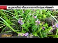 മേട്ടുകുറിഞ്ഞിക്കാലത്തിന് ഒരുങ്ങി കല്യാണത്തണ്ട് മലനിരകൾ; കുറിഞ്ഞിപ്പൂക്കൾ തേടി സഞ്ചാരികളെത്തുന്നു